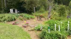 This beautiful garden grown by Elvis and Barb Sappier took First Place honours in the contest