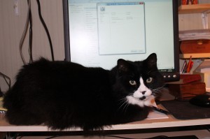 Poquito is helping me write the Blackfly Gazette….not!