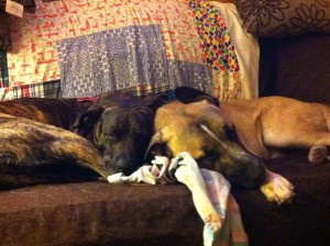 Dobby & Darwin snooze on their loveseat. Darwin was one of the dogs rescued from an animal hoarder in Palm Springs in “Operation Desert Dog”