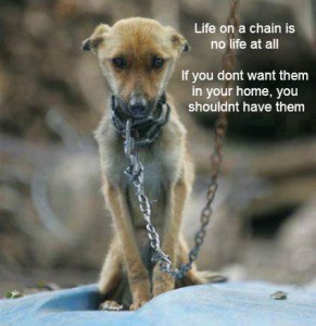 life-on-a-chain