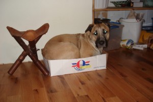 Frank-en-dog-in-a-box! How can you resist this pup???