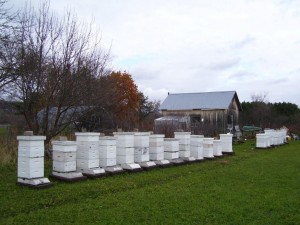 The bee hives at Hollins Apiary in Arthurette