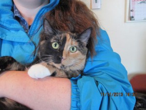 Sybil is a lovely calico girl a bit less than a year old
