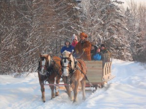 Haflinger draft horses MacKenzie and Sarah pull the  sleigh as Paul handles the reins