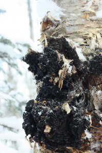 A chaga conk bursting out of the side of a birch tree trunk Joe Gee photo