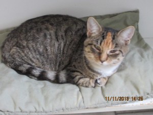 Goldie is a sweet and friendly 9 month old spayed female who is  looking for love!