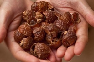 Dried Soapnuts