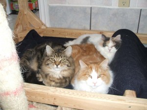 Flynn, Fauna & Fiona are from a litter of 8 kittens that were dropped off at the SPCA Shelter last year