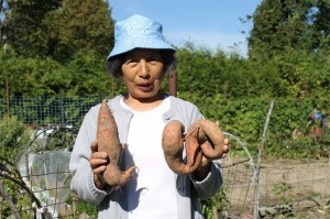 Cita Green of Perth-Andover grew these fabulous sweet potatoes in our  Community Garden in 2013