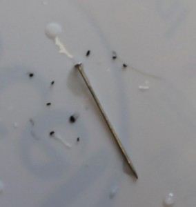 D.C.’s snow fleas next to an ordinary straight pin (enlarged) 