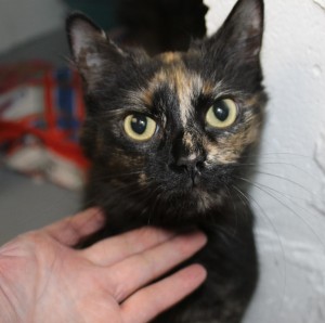 This beautiful young calico cat with glorious golden eyes  was found  abandoned  in an apartment 