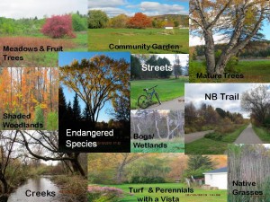 Natural and Existing Assets Here are only some of the numerous examples of what already  exists in the vacant lots in Andover: