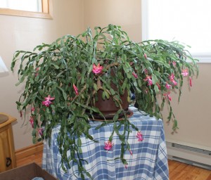 The 68 year old  heirloom Christmas Cactus is still going strong!