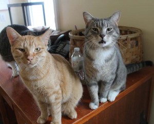 Molina & Barney want to know when they’ll get their forever home...