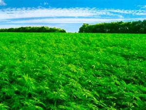 The Crop we need to grow now...A field of hemp is glorious, green and good for the planet. Compare it to frack fields and clear cuts…what do you want for your province?