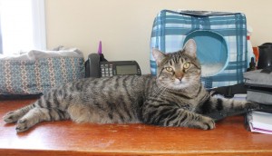 Harriet is one of the friendliest cats at the shelter...she’d really love a new forever home!