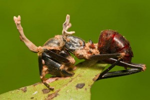 An ant with a cordyceps mushroom growing out of its body