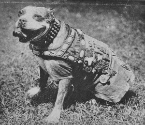 Sergeant Stubby proudly wears his medals on his custom made chamois coat 