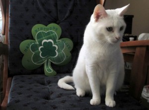 Olive with her special birthday St Pat’s catnip shamrock